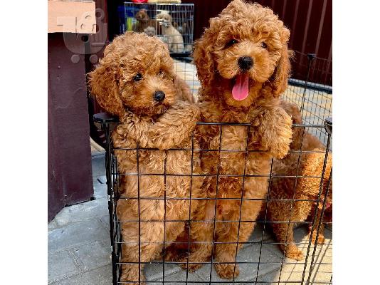 PoulaTo: Labradoodle F1 κουτάβια προς πώληση